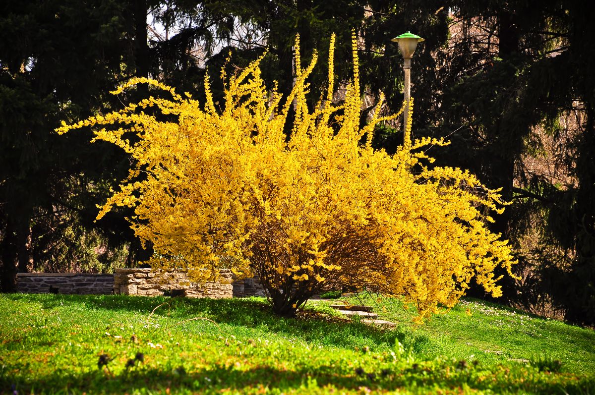 A yellow blooming Forsythia shrub growing in a garden.