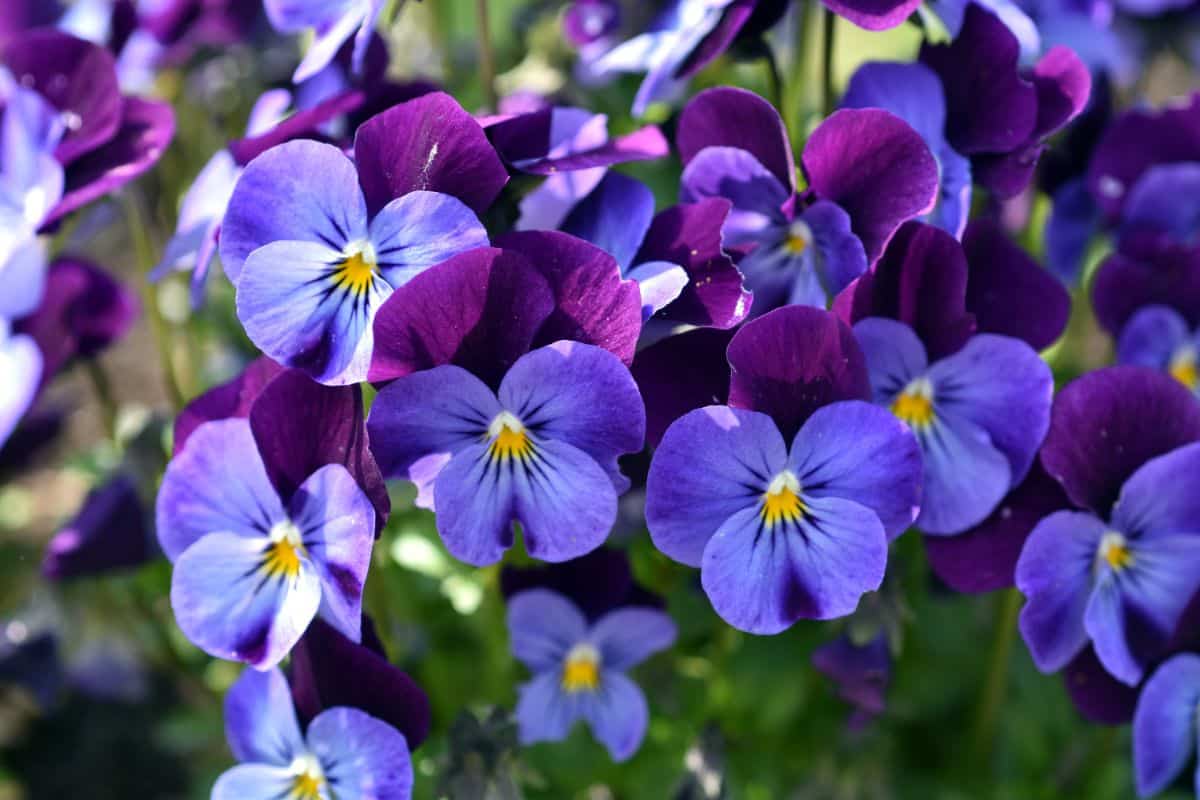 Beautiful blooming flowers of Horned Violet.