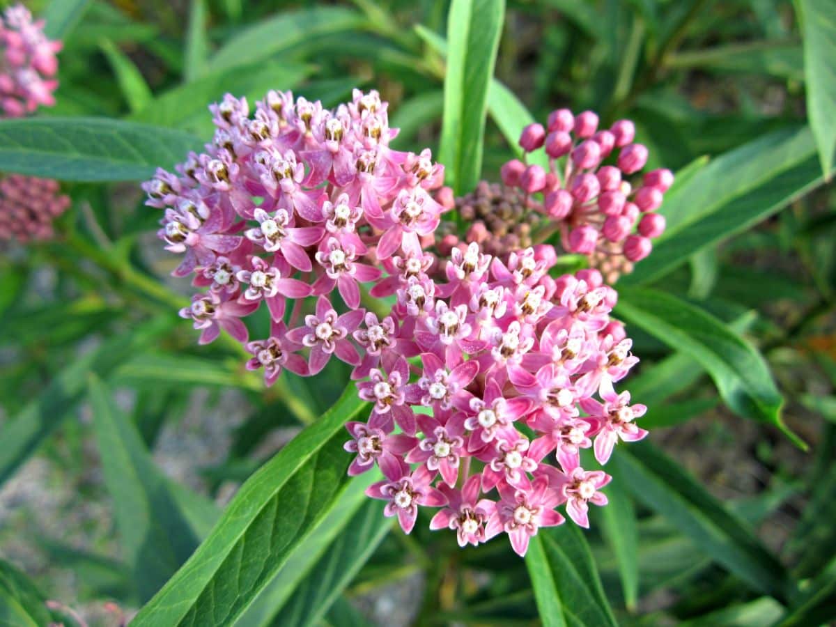 A close-up of a pink blooming Milkweed .