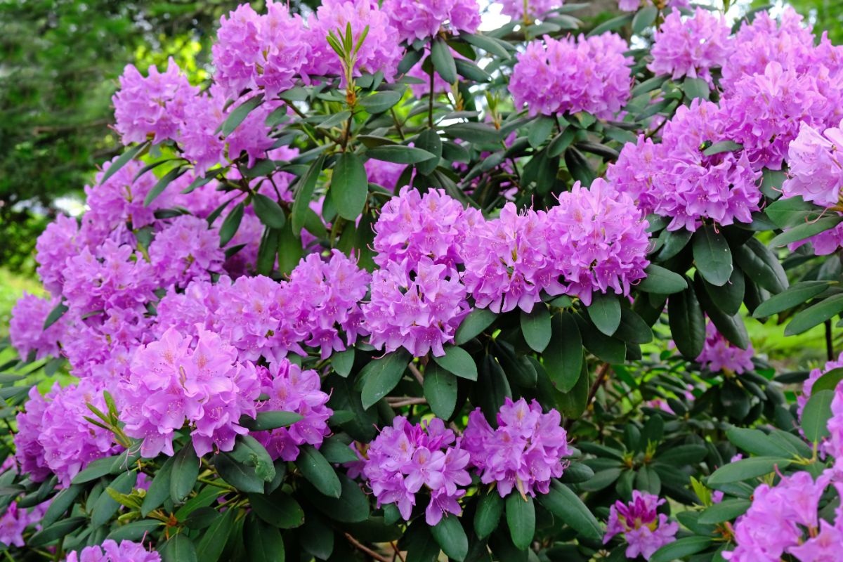 A vibrant purple flowering Rhododendron shrub.