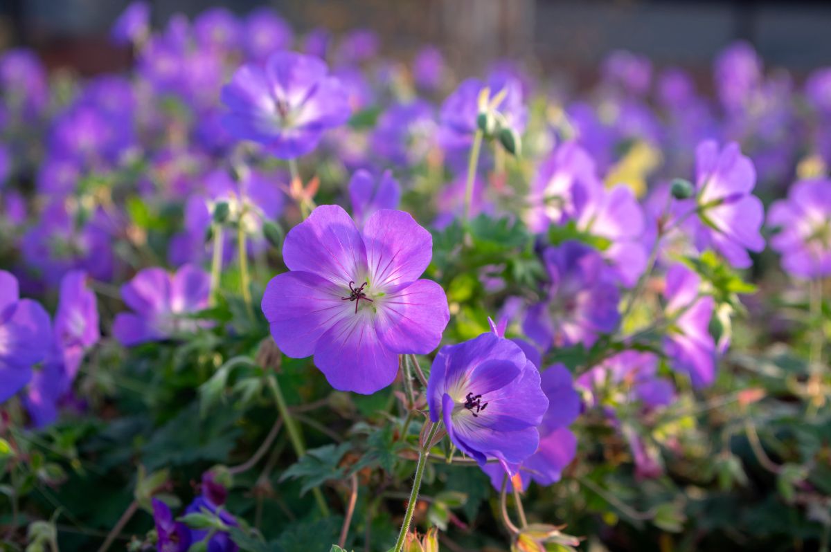 A close-up of vibrant purple blooming flowers of Rozanne.