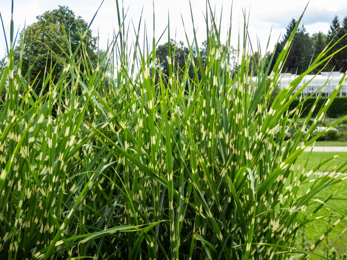 A close-up of Zebra Grass on a sunny day.