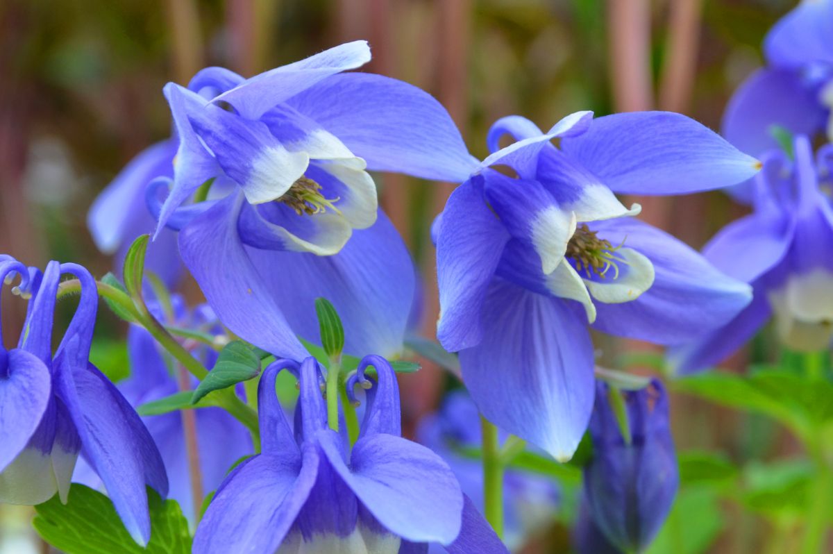 A close-up of blue blooming flowers of Columbine.