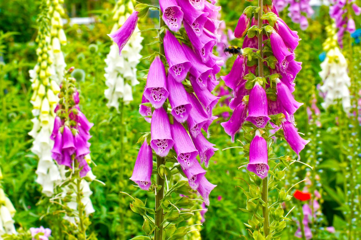 Beautiful blooming different varieties of Foxglove.