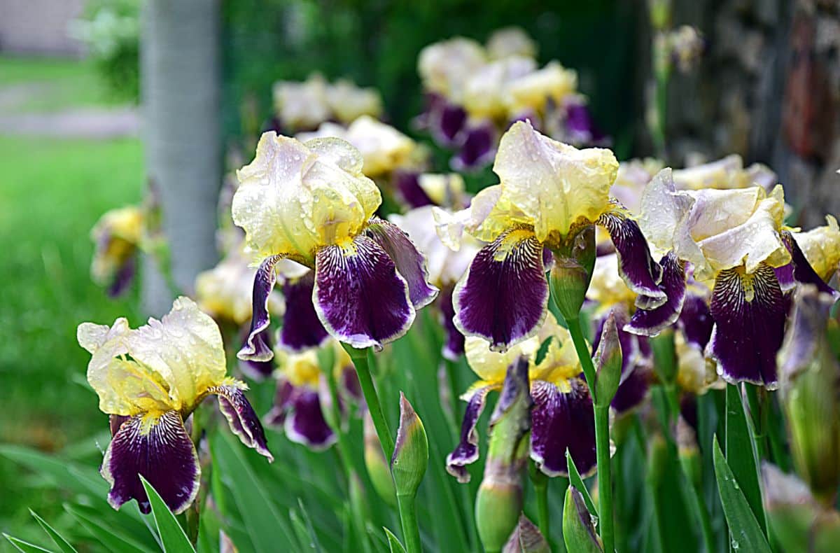 A bunch of flowering German Bearded Irises.