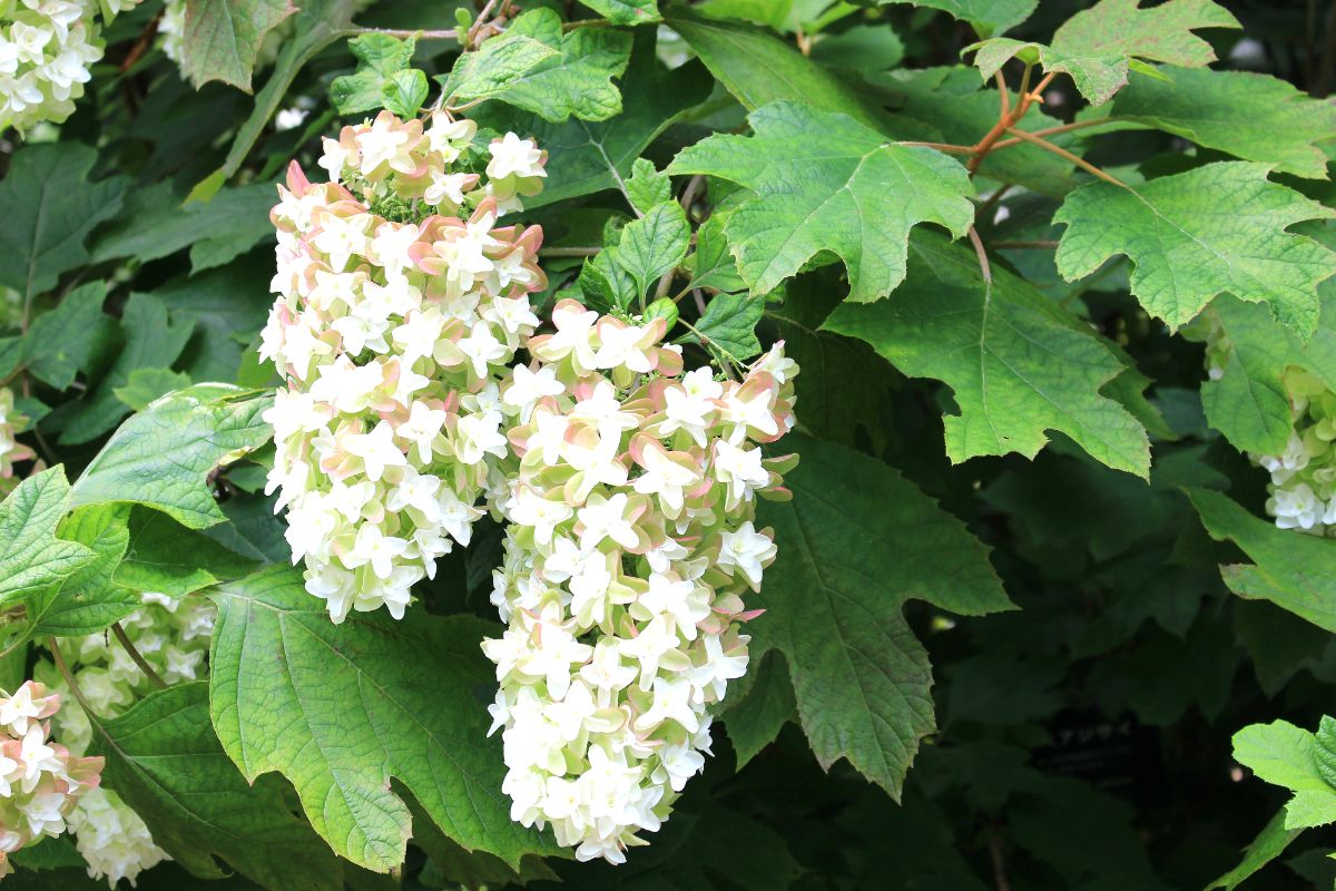 A close-up of a white flowering Oak-Leaf Hydrangea shrub.