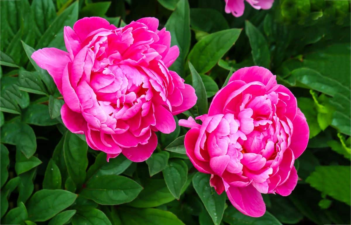 Two pink blooming flowers of peony.