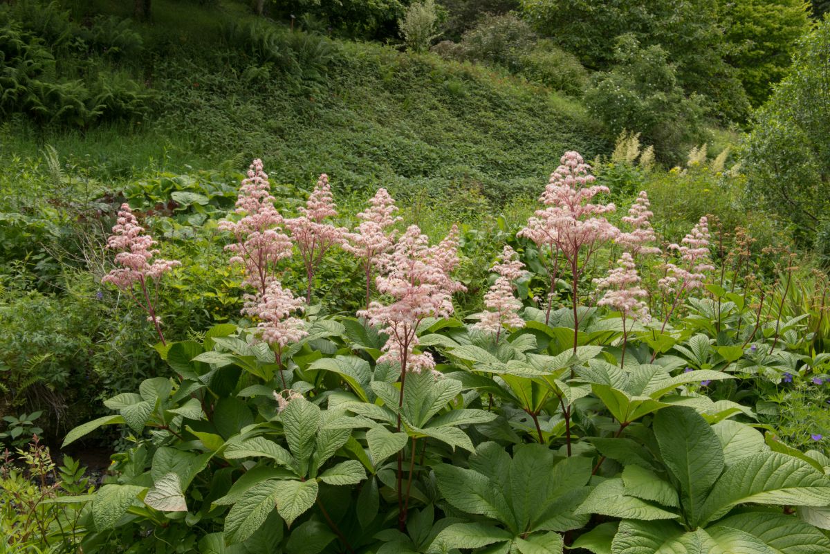 Pink blooming Rodgersia.