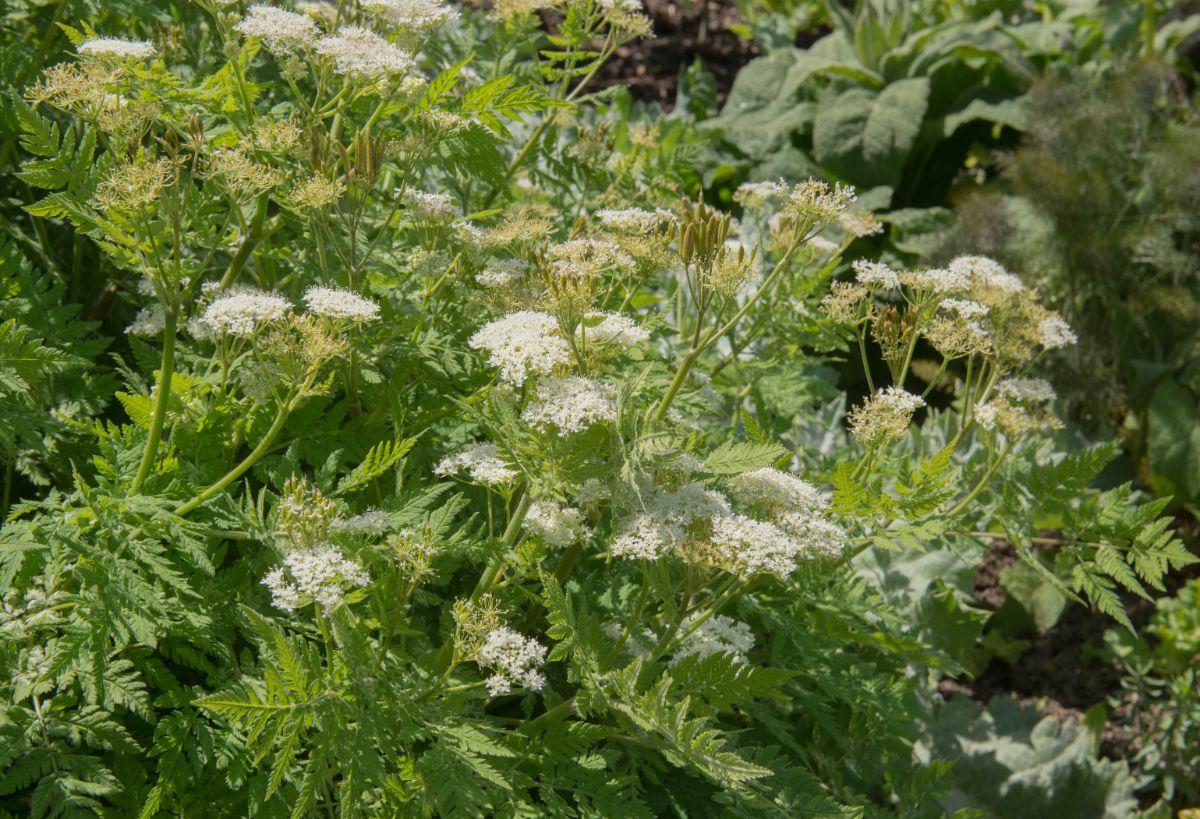 Bunch of sweet cicely plants with white flowers.