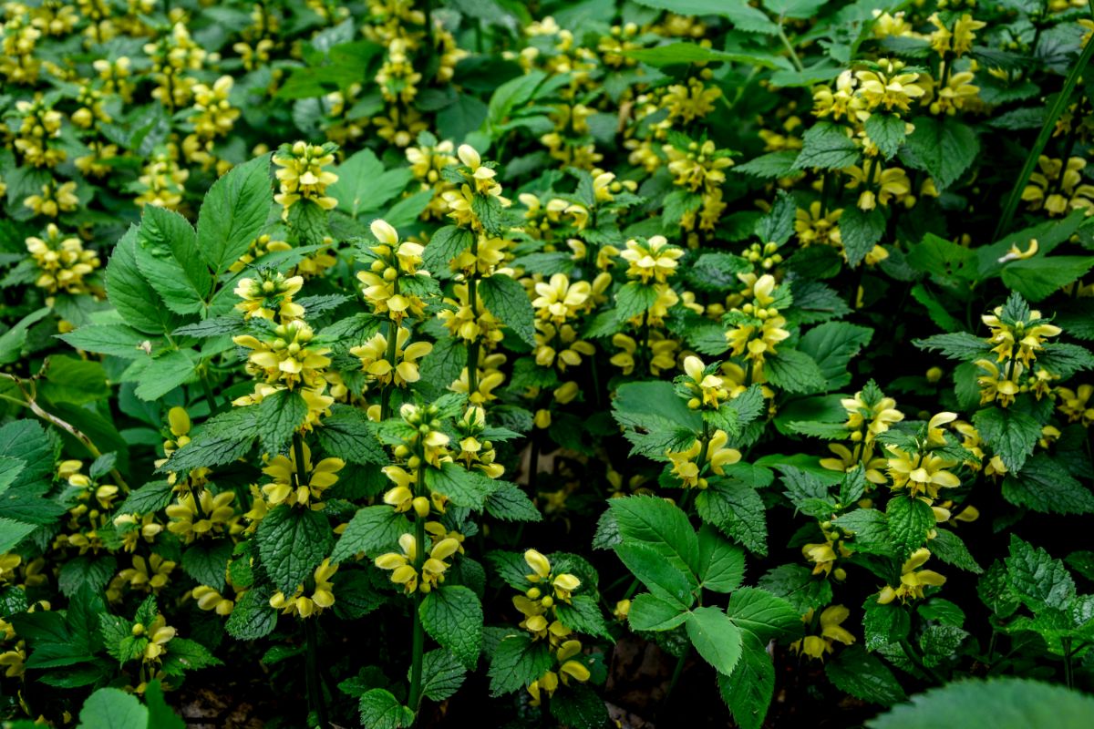 Yellow blooming Yellow Archangel