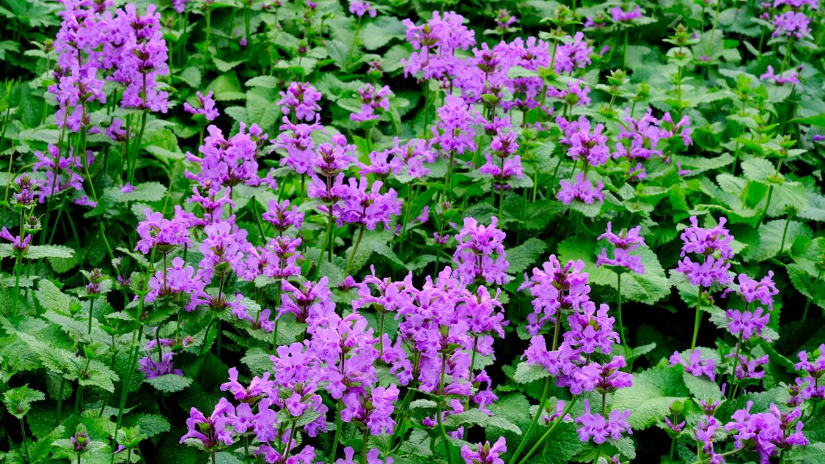 Vibrant blooming pink flowers of Big Betony.