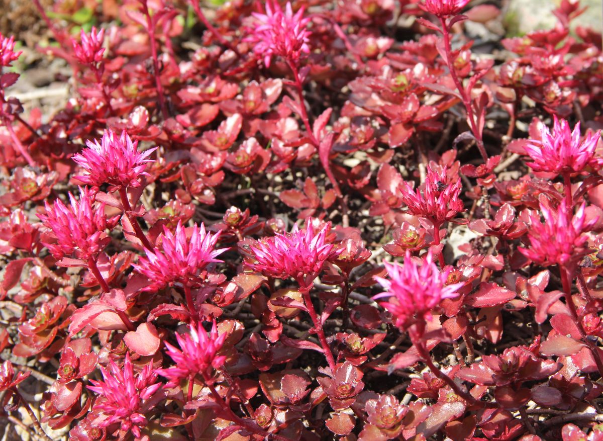 Dragon's Blood Stonecrop on a sunny day.