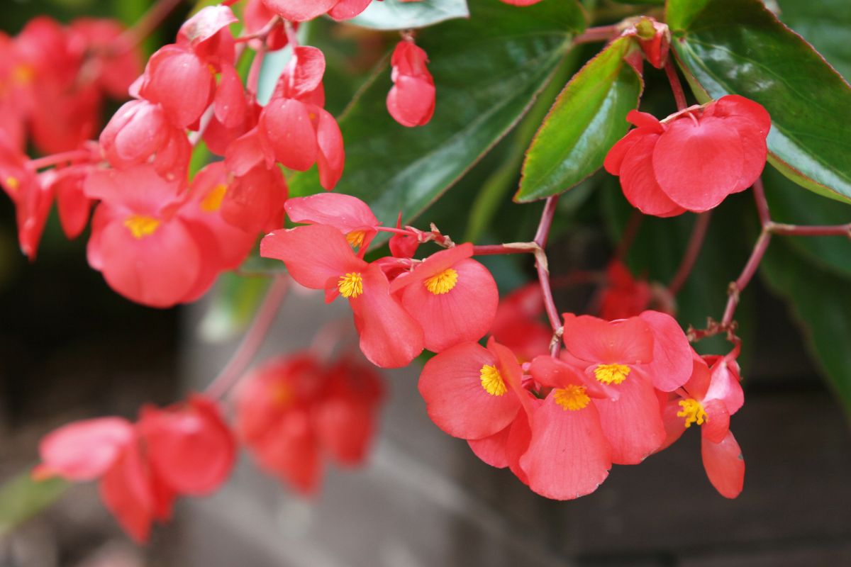 A close-up of red blooming flowers of Dragon Wing Begonia