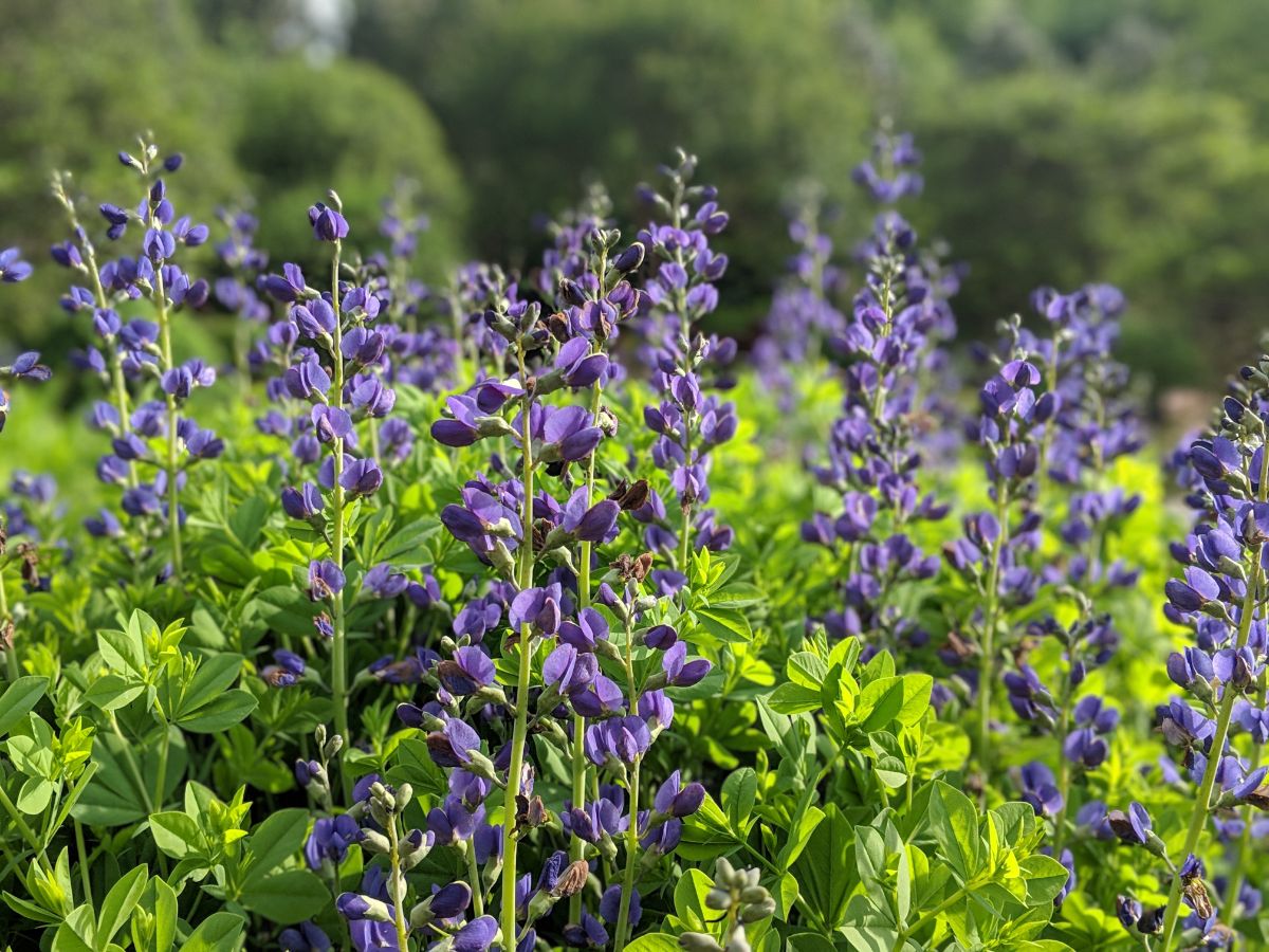 Purple blooming False Indigo on a sunny day.