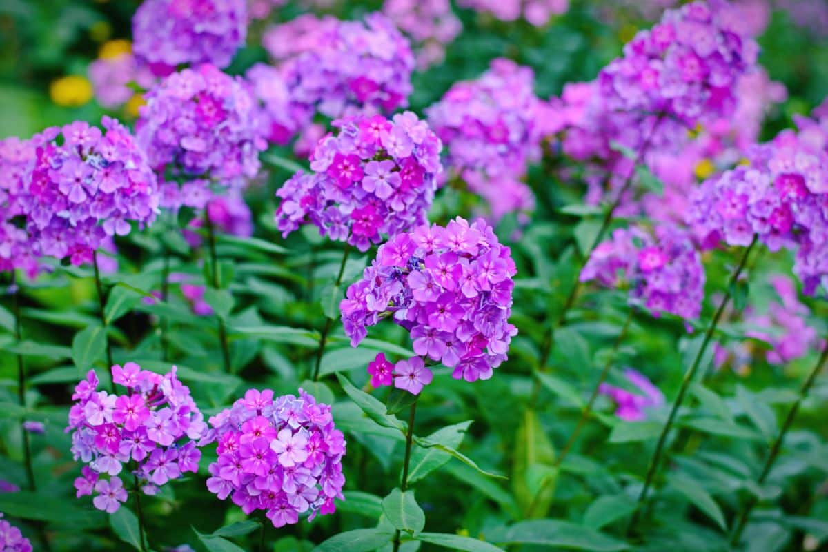 Beautiful pink blooming flowers of phox.