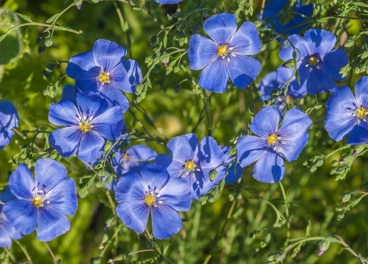 Blue blooming flowers of Perennial Flax.
