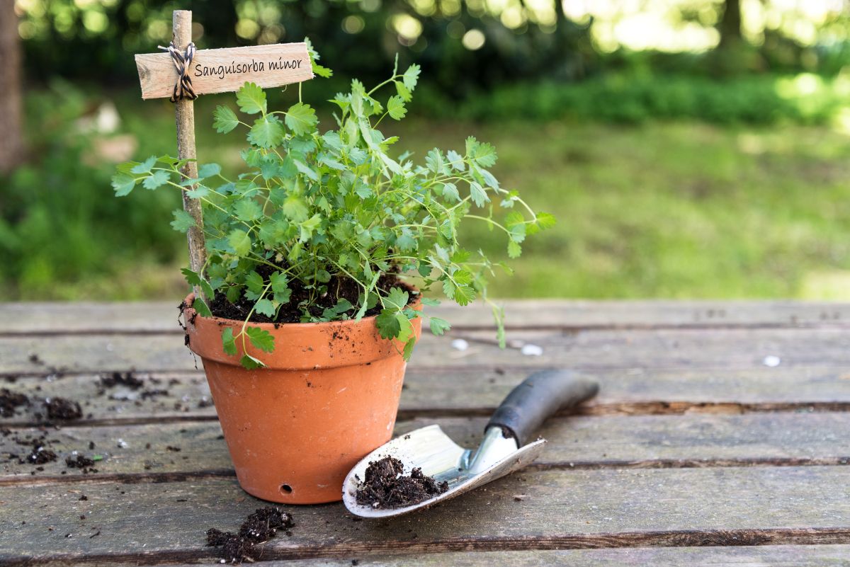 Salad burnet plant growing in a pot on a wooden table next to a gardening shovel.