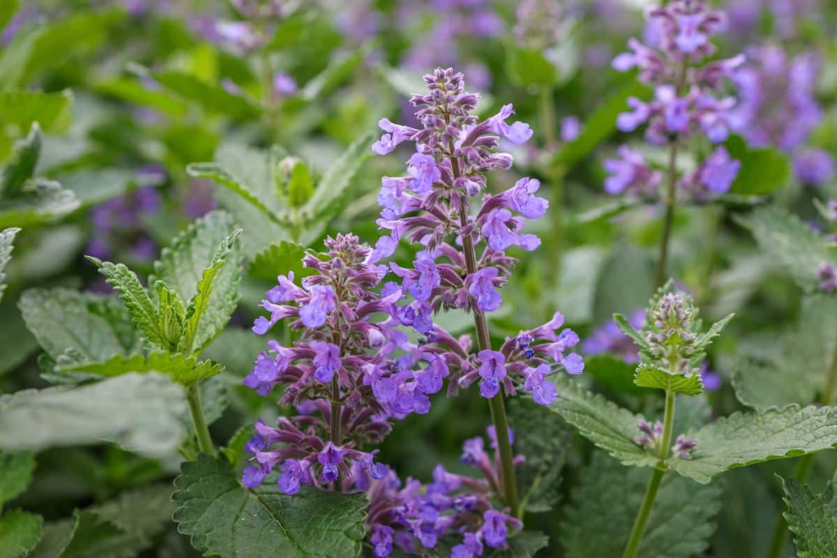 A purple blooming Catmint close-up.