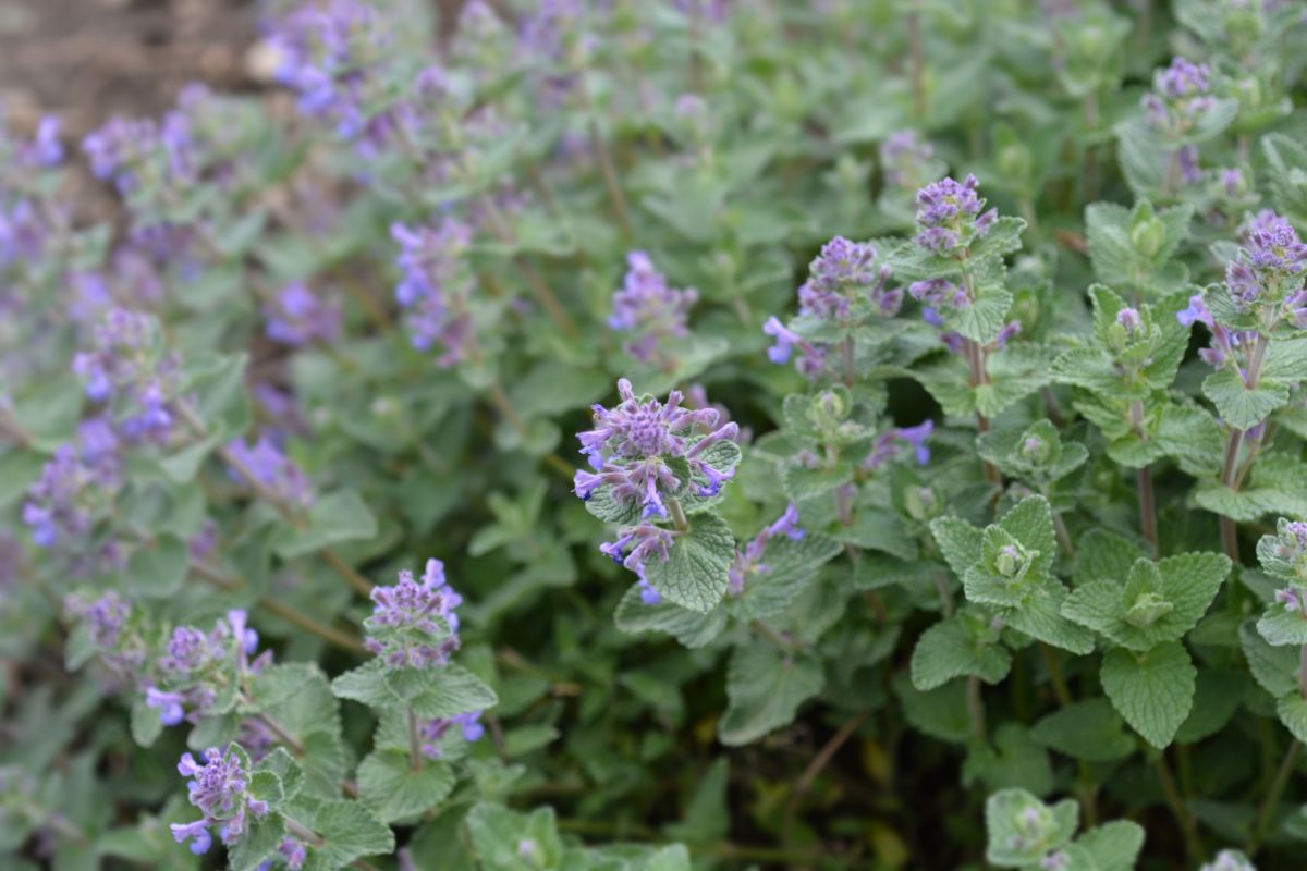 Bunch of purple blooming catnips.