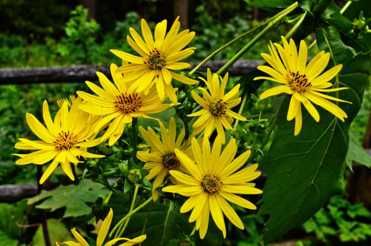 A close-up of yellow blooming flowers of Cup Plant.