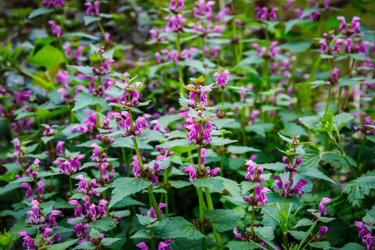 A bunch of pink blooming Deadnettles.