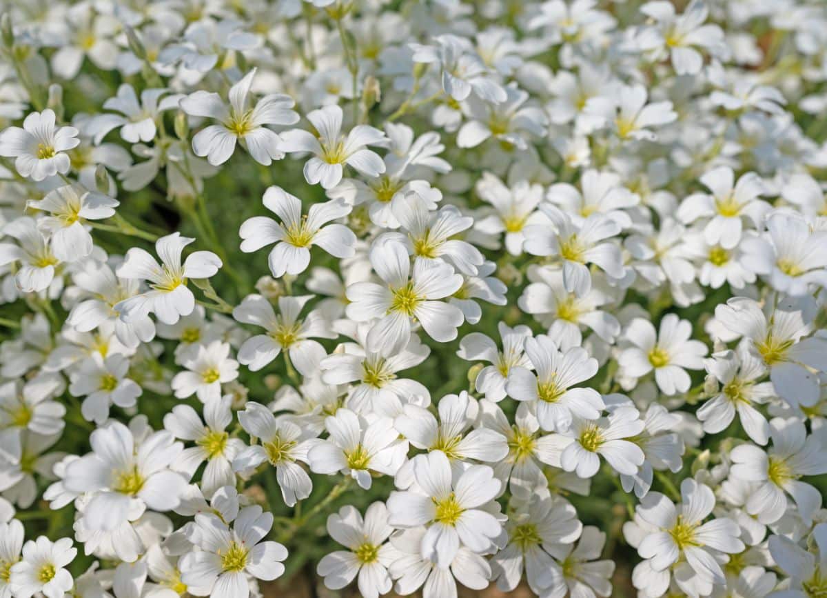 A white blooming Felt Hornwort.