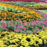 A beautiful garden with different varieties of blooming flowers.