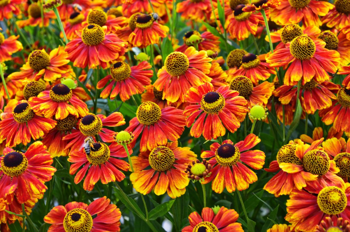 A bunch of orange-yellow blooming heleniums.