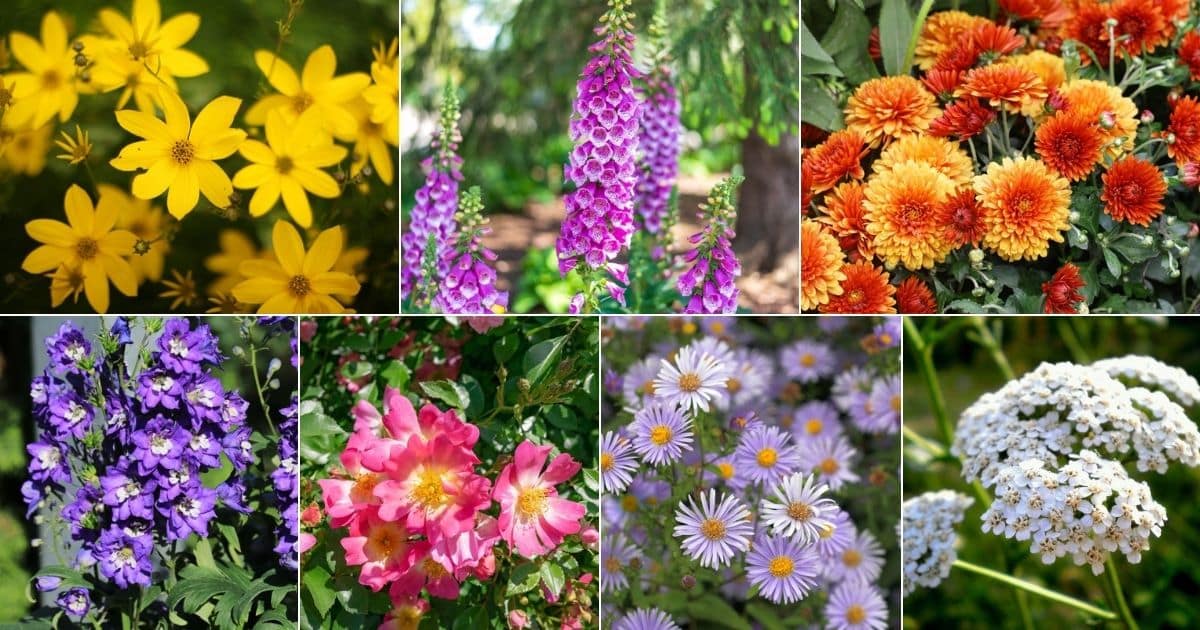25 Perennial Flowers That Bloom From Spring To Fall