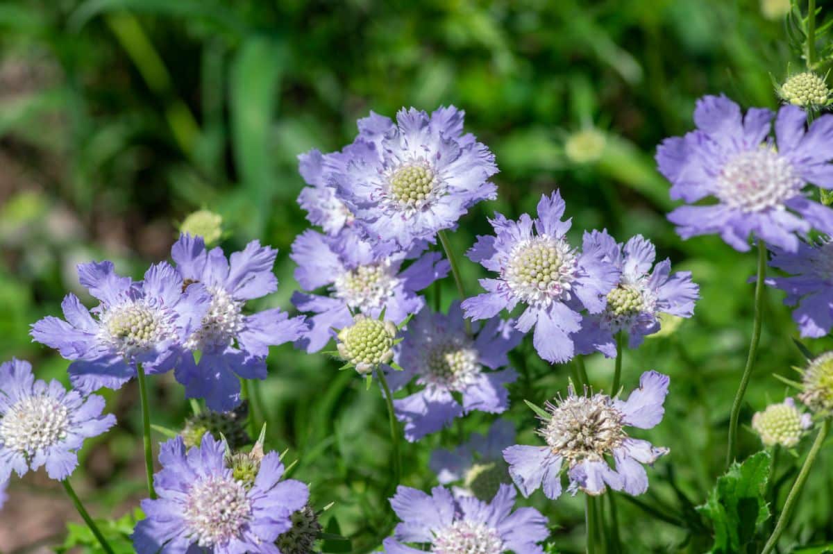 Pink-blue blooming flowers of Pincushion Flower.