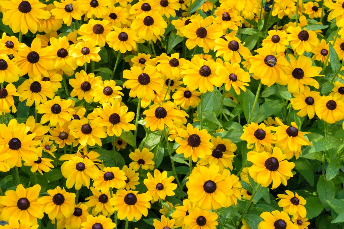 A bunch of yellow flowering Rudbeckia hirta.