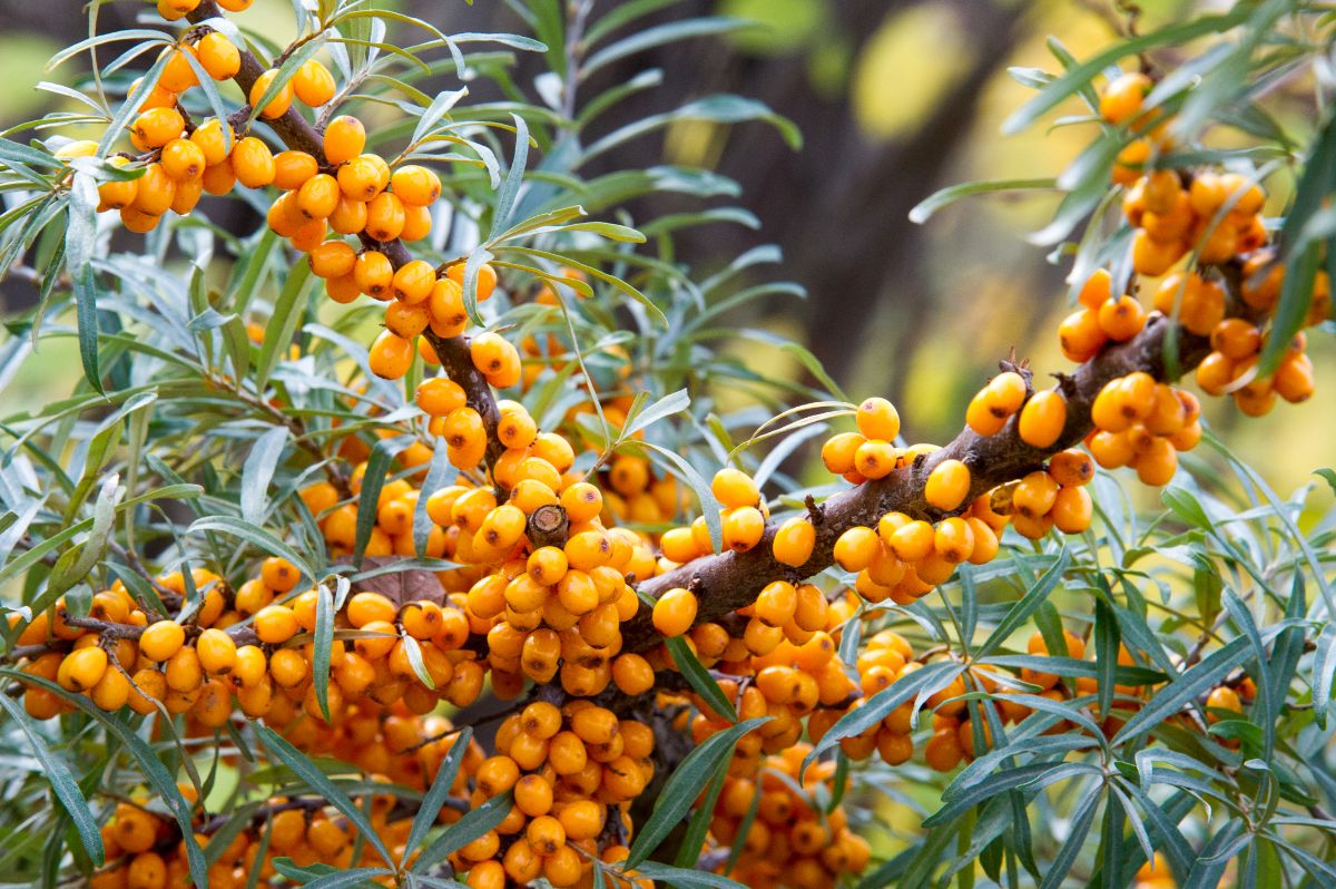 A Sea Berry shrub with ripe berries.