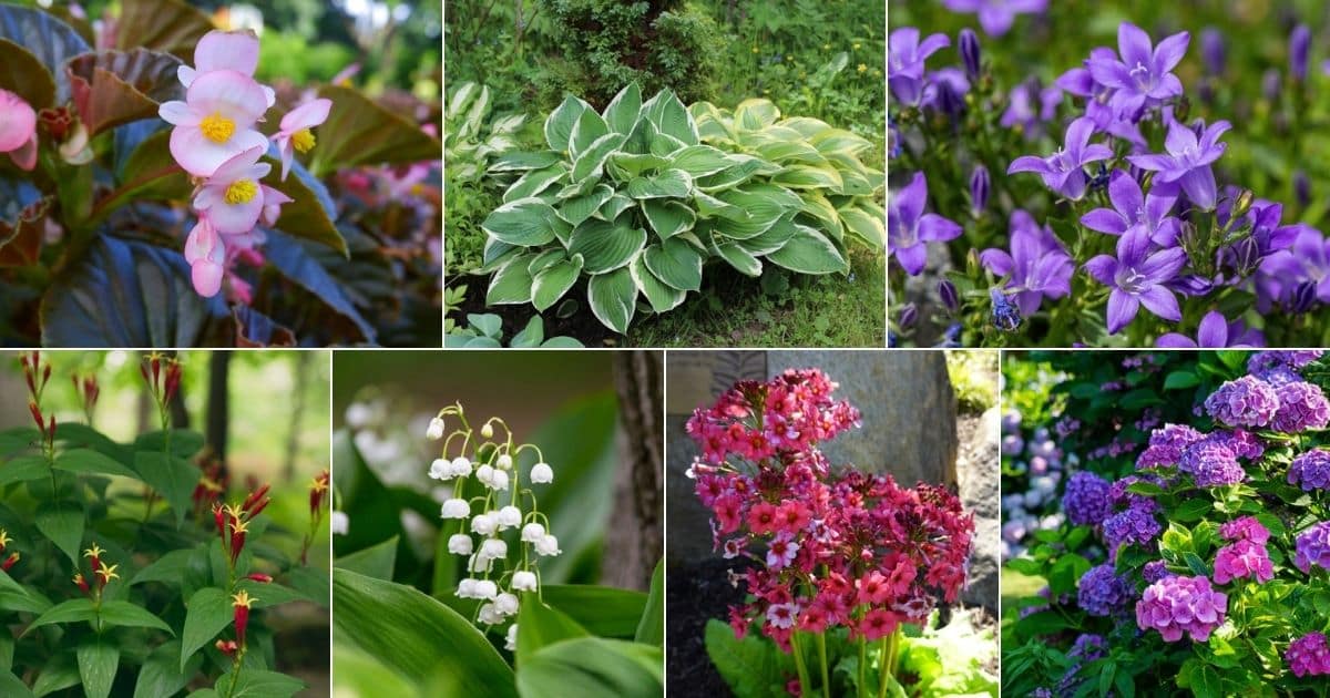 25 Shade Loving Perennial Flowers and Plants + Growing Tips