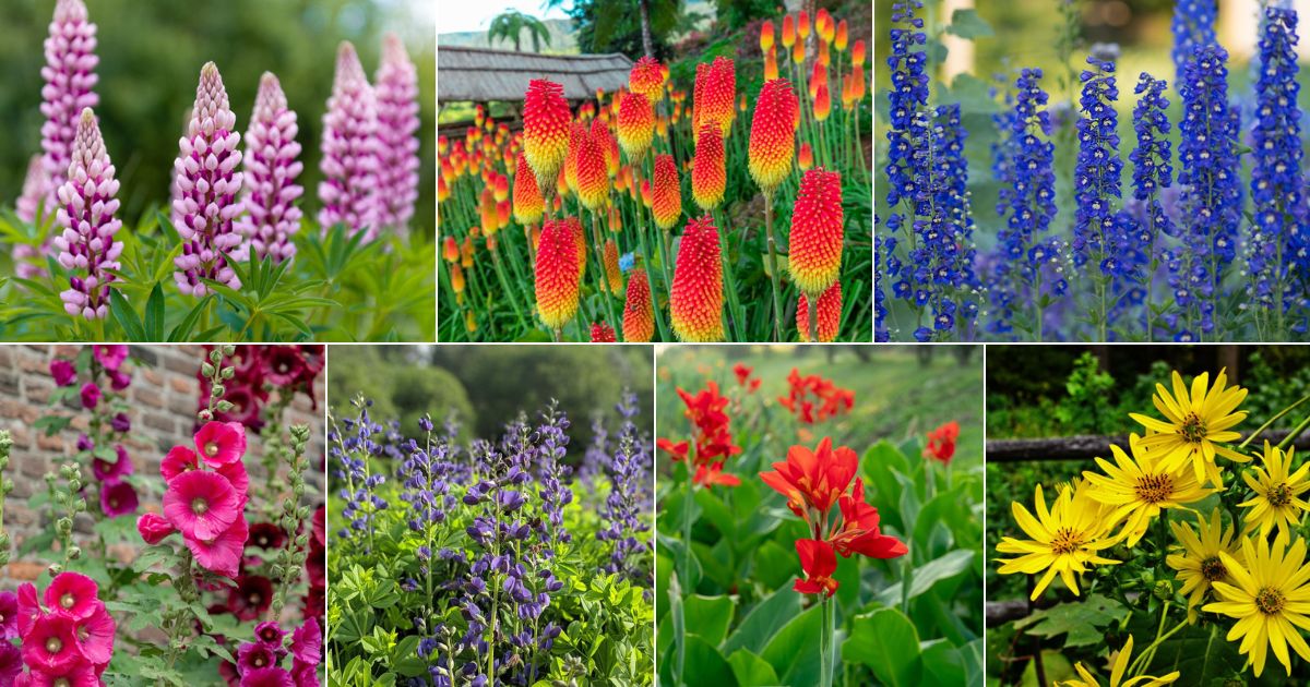 25 Tallest Perennial Flowers to Make Your Garden Stand out
