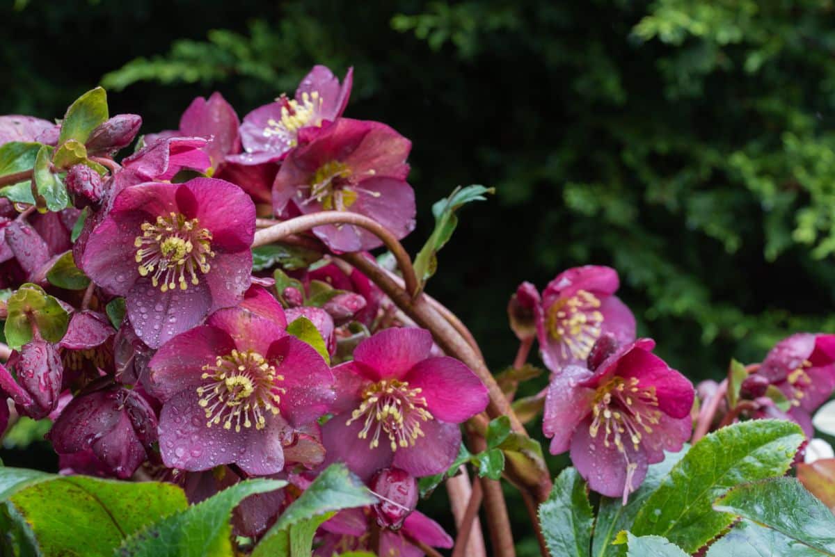 A beautiful blooming hellebore plant with purple flowers.