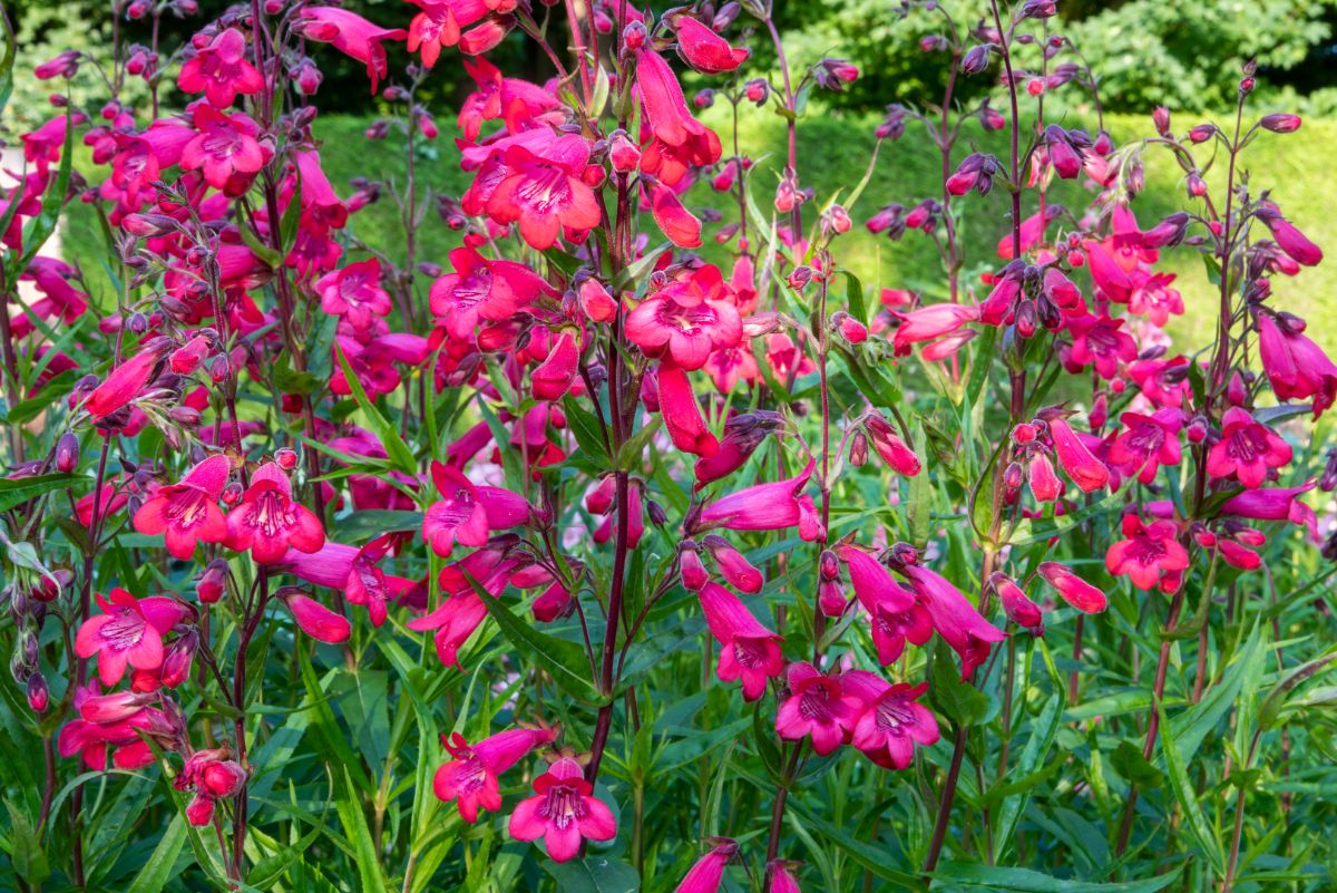 A beautiful purple vibrant blooming Penstemones.