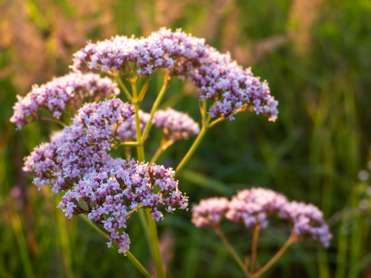 A valerian plant with pink flowers on a sunny day.
