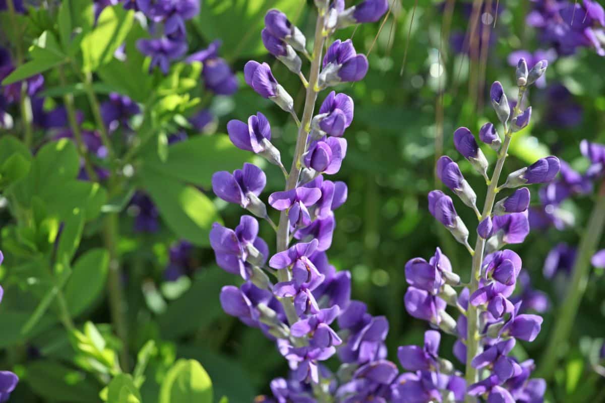 A blooming baptisia plant with blue flowers on a sunny day.