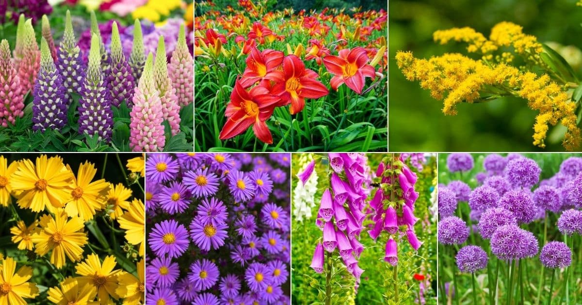 27 Perennial Flowers That Bloom All Summer