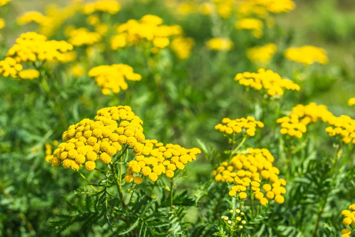 Bunch of yellow tansy plants on a meadow.