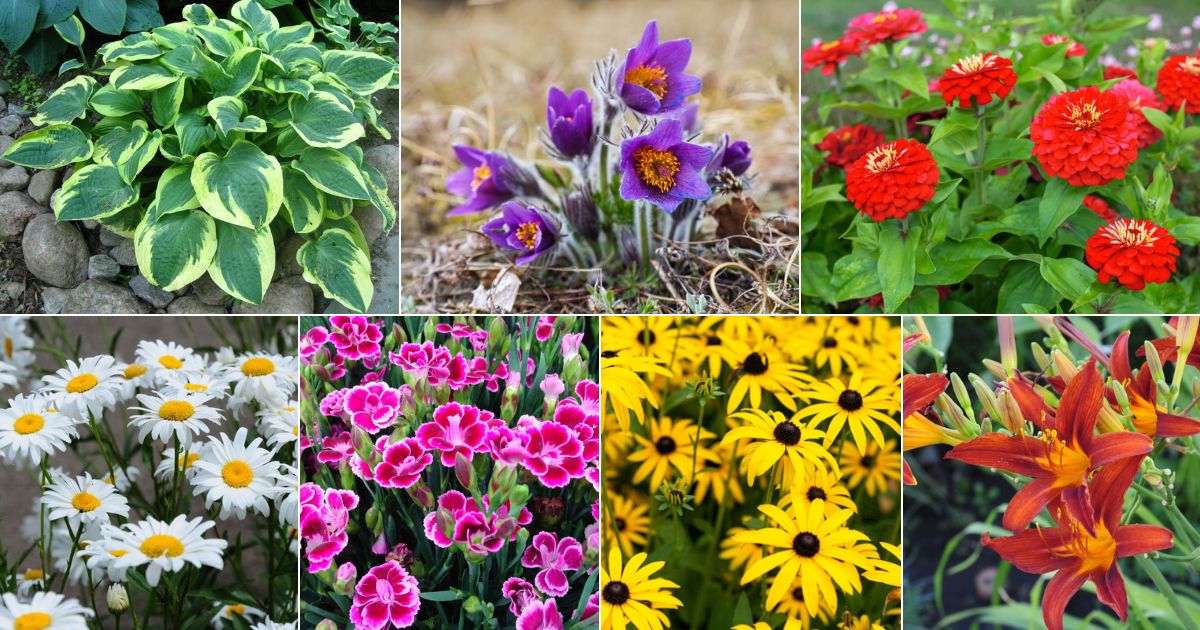 28 Lowest Maintenance Perennial Flowers You Can Easily Grow