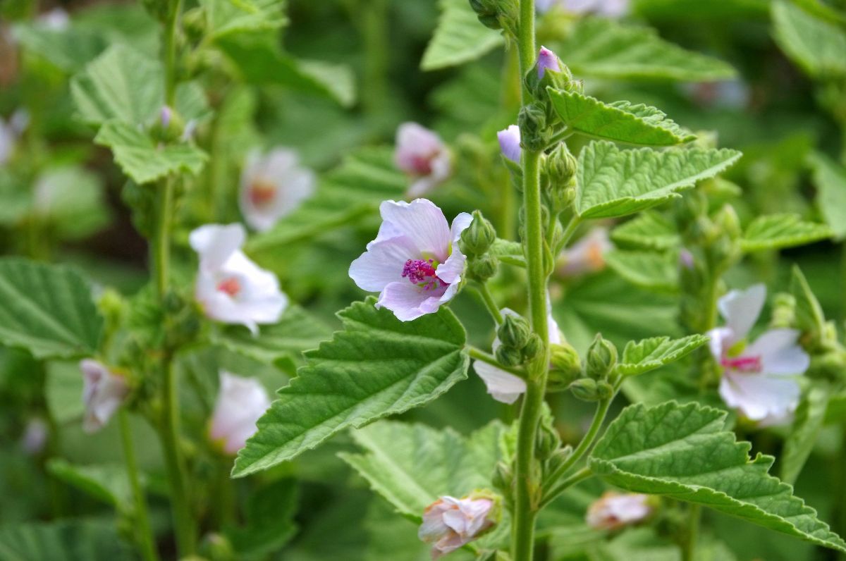 Blooming marshmallow plant close-up.