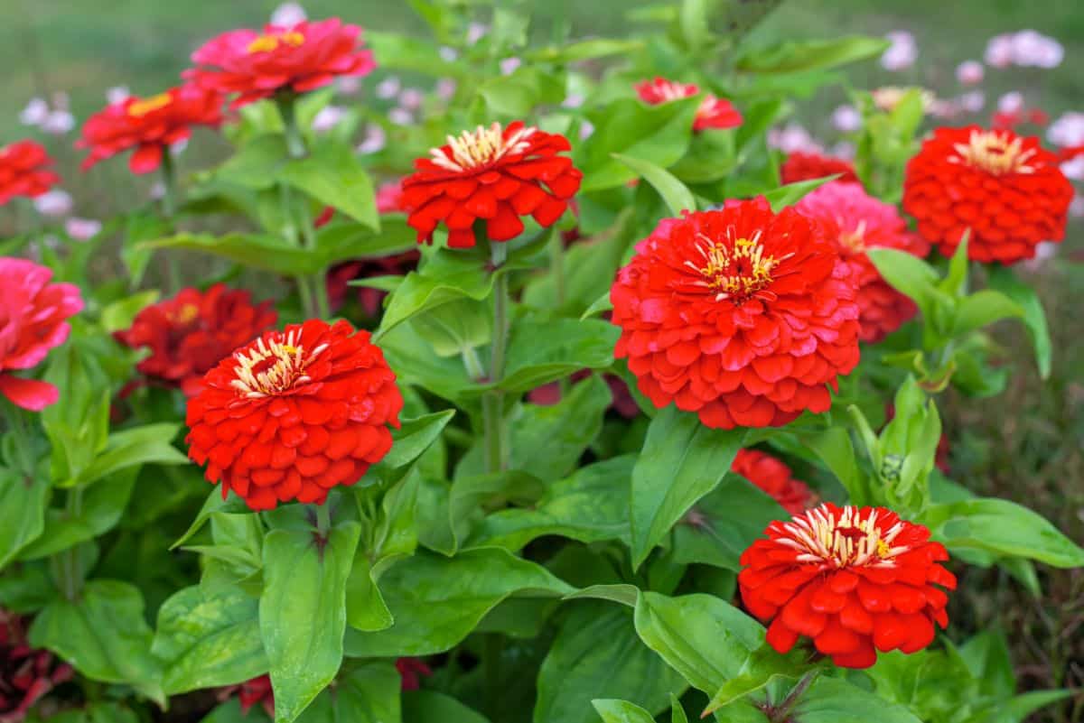 Vibrant red blooming zinnias in a garden.