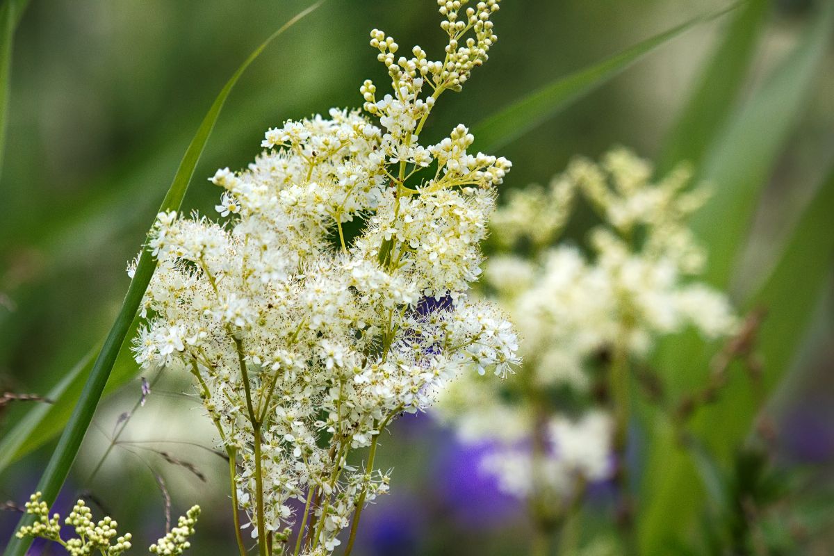 Close-up of blooming meadow sweet plant.