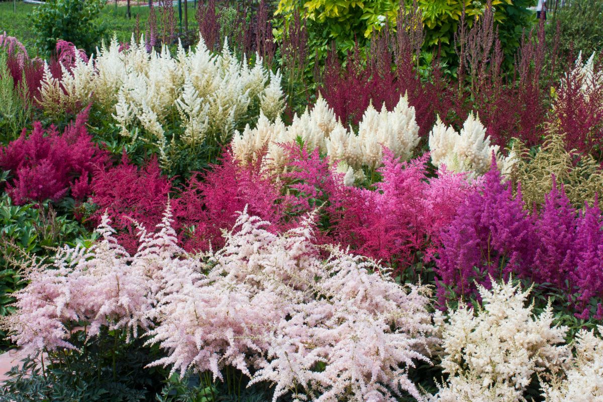 Beautiful blooming flowers of Astilbe in a garden.