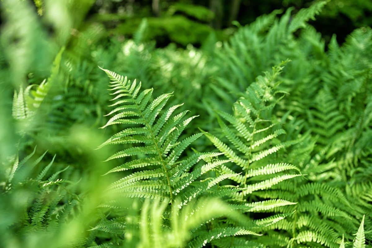 A bunch of fern leaves on a sunny day.