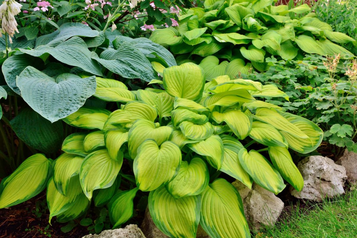 Big beautiful hostas growing in a backyard garden.