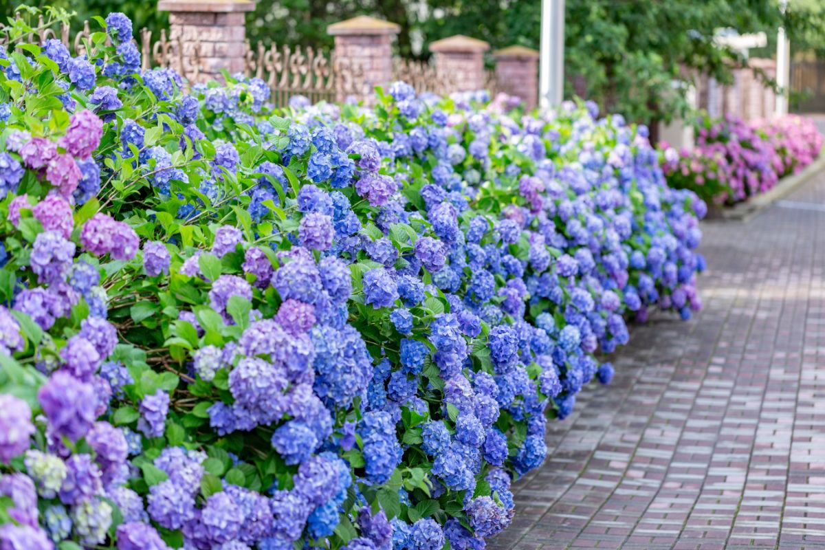 Beautiful blooming Hydrangeas are growing on a fence.