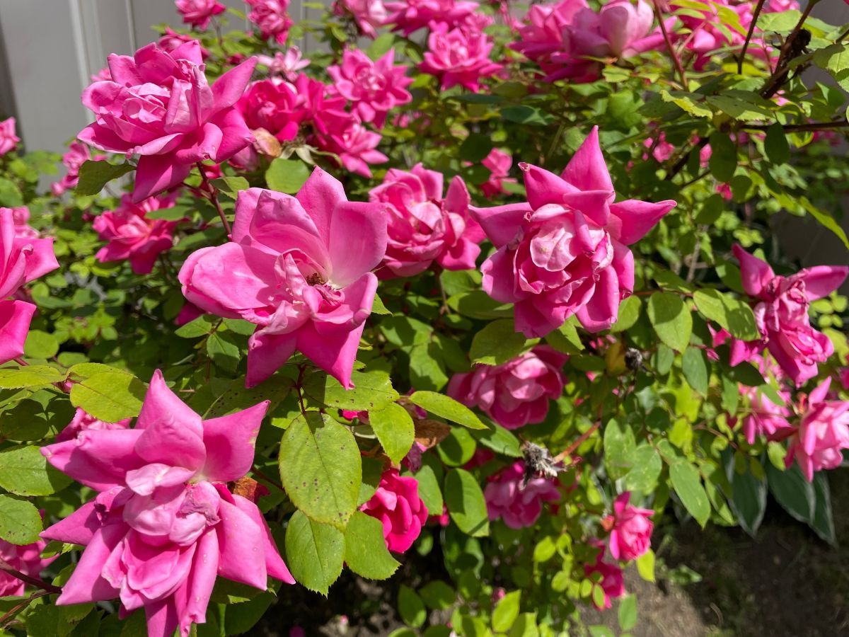 Pink vibrant flowering Knock Out Roses on a sunny day,