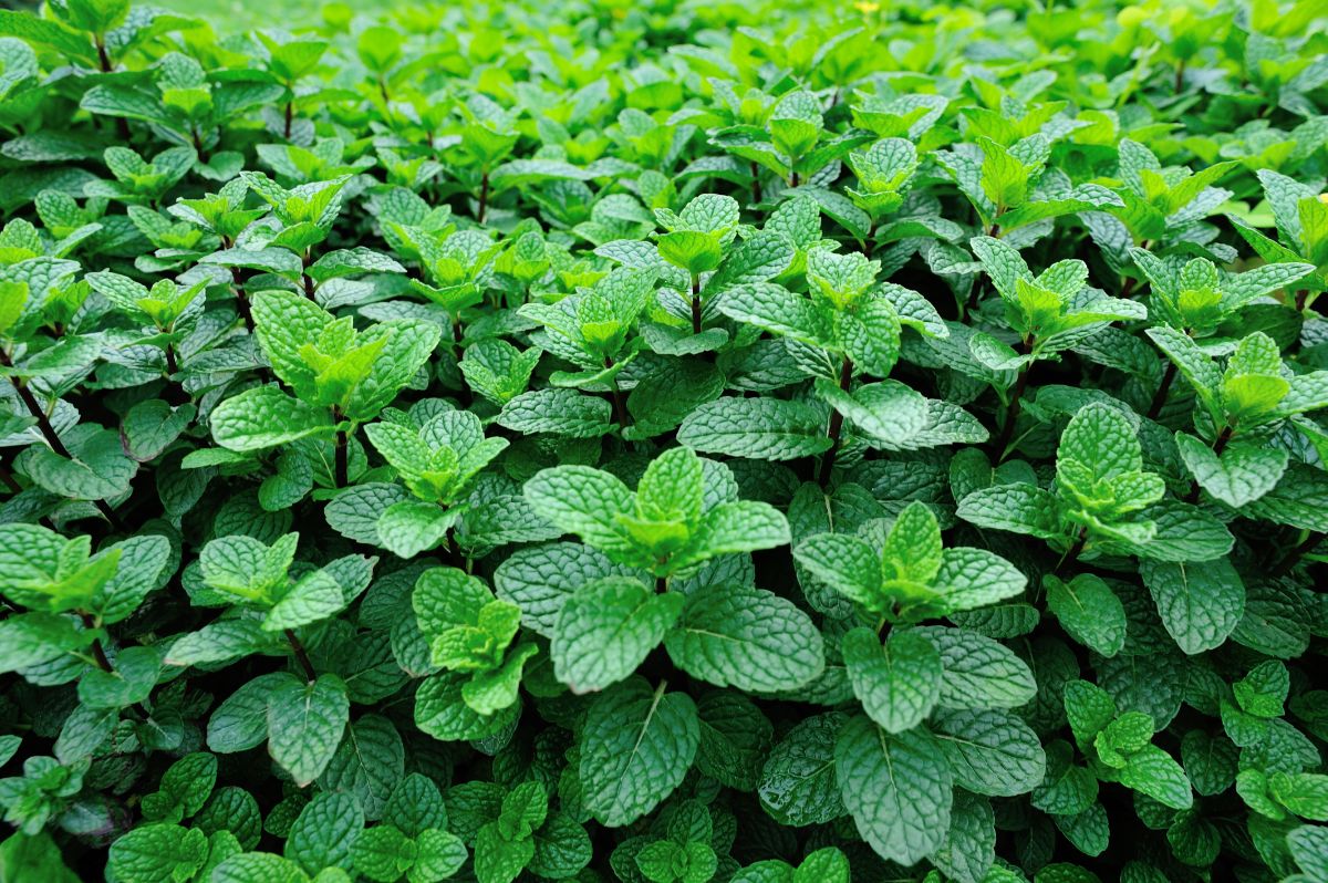 Bunch of mint plants growing in a garden.